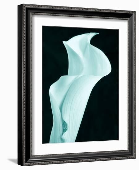 Lily 9-Doug Chinnery-Framed Photographic Print