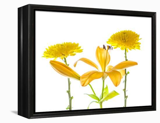 Lily and Chrysanthemums or Mums on a white background-Panoramic Images-Framed Premier Image Canvas