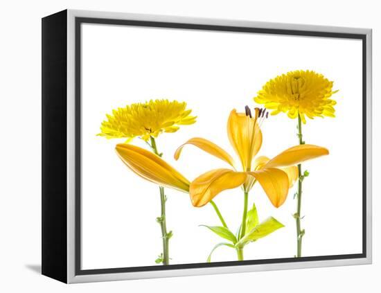 Lily and Chrysanthemums or Mums on a white background-Panoramic Images-Framed Premier Image Canvas
