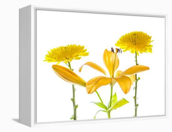 Lily and Chrysanthemums or Mums on a white background-Panoramic Images-Framed Premier Image Canvas