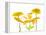 Lily and Chrysanthemums or Mums on a white background-Panoramic Images-Framed Premier Image Canvas