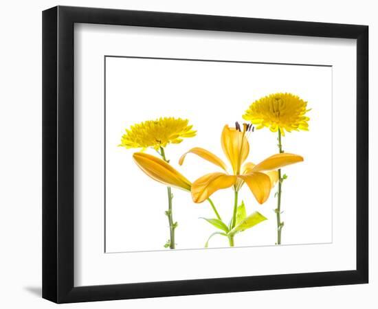 Lily and Chrysanthemums or Mums on a white background-Panoramic Images-Framed Photographic Print