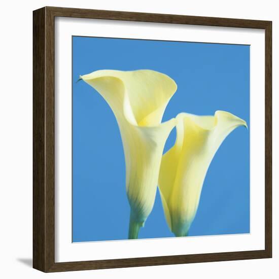 Lily Bloom V-Bill Philip-Framed Giclee Print