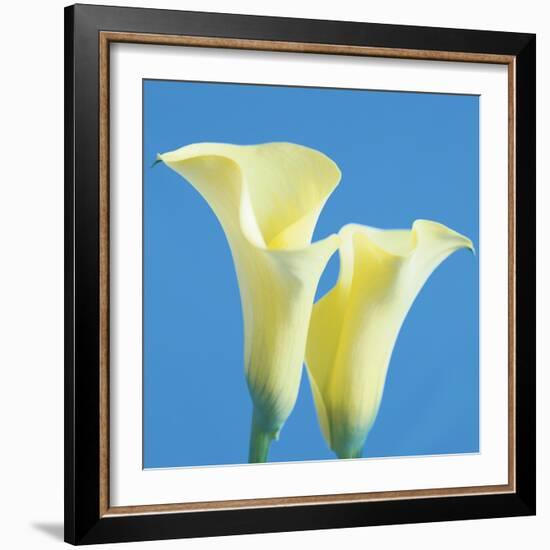 Lily Bloom V-Bill Philip-Framed Giclee Print