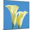 Lily Bloom V-Bill Philip-Mounted Giclee Print