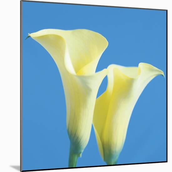 Lily Bloom V-Bill Philip-Mounted Giclee Print