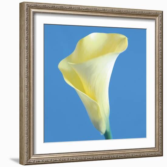 Lily Bloom VI-Bill Philip-Framed Giclee Print