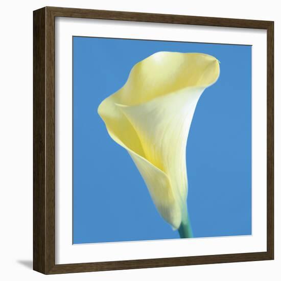 Lily Bloom VI-Bill Philip-Framed Giclee Print