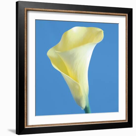 Lily Bloom VI-Bill Philip-Framed Giclee Print