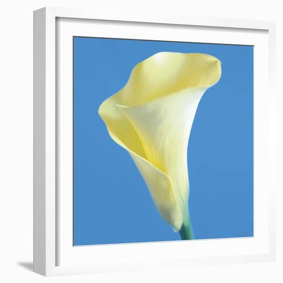 Lily Bloom VI-Bill Philip-Framed Giclee Print