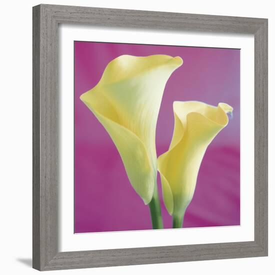 Lily Bloom VII-Bill Philip-Framed Giclee Print