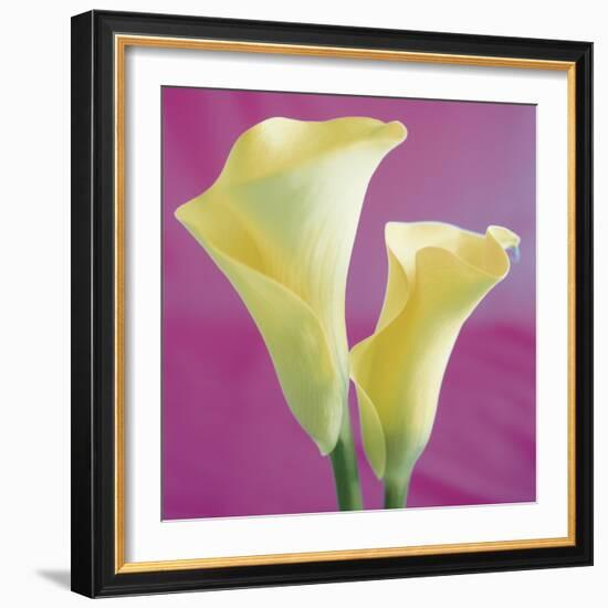 Lily Bloom VII-Bill Philip-Framed Giclee Print