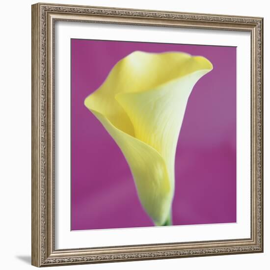 Lily Bloom VIII-Bill Philip-Framed Giclee Print