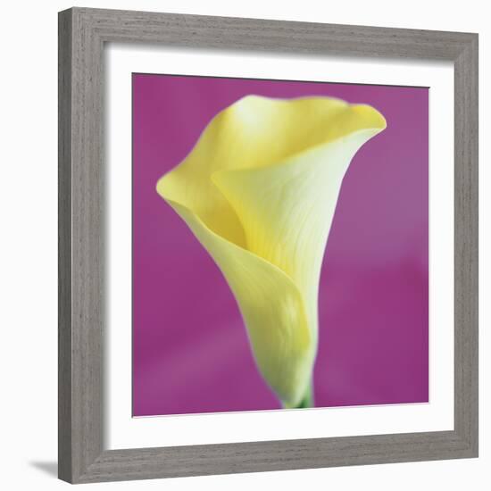 Lily Bloom VIII-Bill Philip-Framed Giclee Print