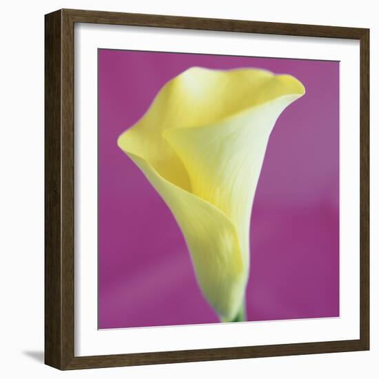 Lily Bloom VIII-Bill Philip-Framed Giclee Print