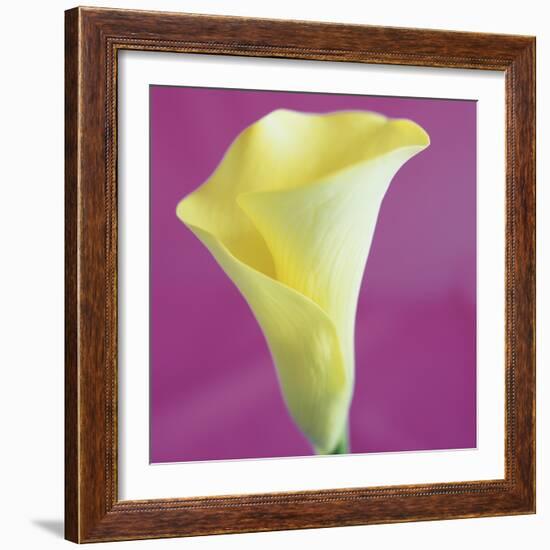 Lily Bloom VIII-Bill Philip-Framed Giclee Print