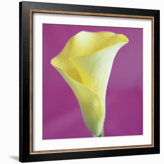 Lily Bloom VIII-Bill Philip-Framed Giclee Print