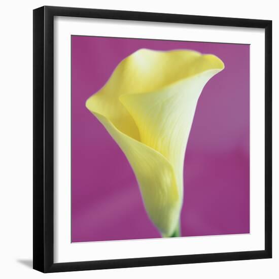 Lily Bloom VIII-Bill Philip-Framed Giclee Print