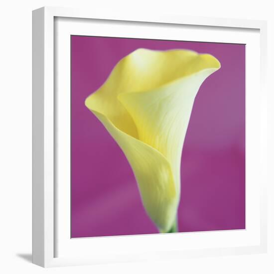 Lily Bloom VIII-Bill Philip-Framed Giclee Print