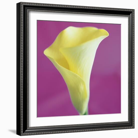 Lily Bloom VIII-Bill Philip-Framed Giclee Print