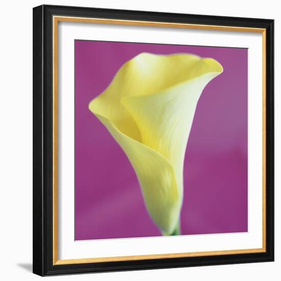 Lily Bloom VIII-Bill Philip-Framed Giclee Print