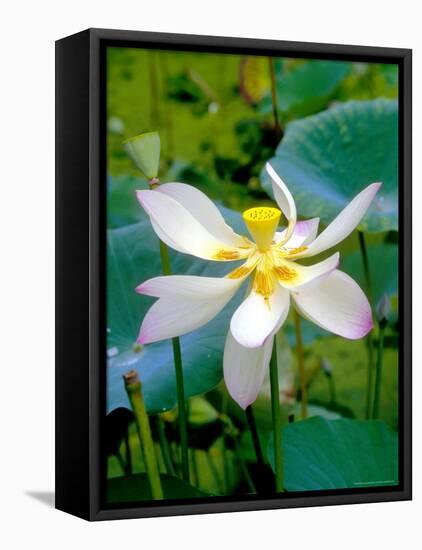 Lily Blossom, Barbados, Caribbean-Robin Hill-Framed Premier Image Canvas