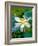 Lily Blossom, Barbados, Caribbean-Robin Hill-Framed Photographic Print