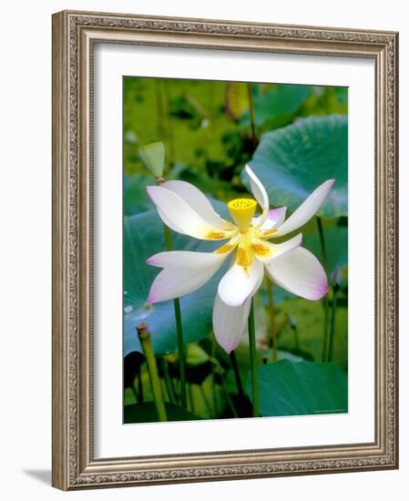 Lily Blossom, Barbados, Caribbean-Robin Hill-Framed Photographic Print