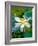 Lily Blossom, Barbados, Caribbean-Robin Hill-Framed Photographic Print