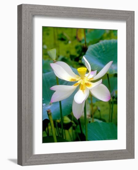 Lily Blossom, Barbados, Caribbean-Robin Hill-Framed Photographic Print