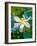 Lily Blossom, Barbados, Caribbean-Robin Hill-Framed Photographic Print