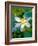 Lily Blossom, Barbados, Caribbean-Robin Hill-Framed Photographic Print