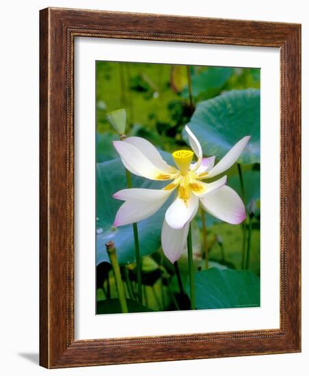 Lily Blossom, Barbados, Caribbean-Robin Hill-Framed Photographic Print