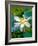 Lily Blossom, Barbados, Caribbean-Robin Hill-Framed Photographic Print