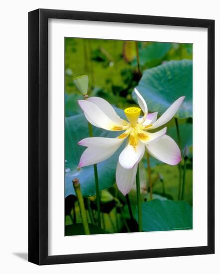Lily Blossom, Barbados, Caribbean-Robin Hill-Framed Photographic Print