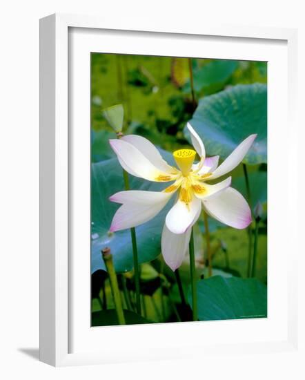 Lily Blossom, Barbados, Caribbean-Robin Hill-Framed Photographic Print