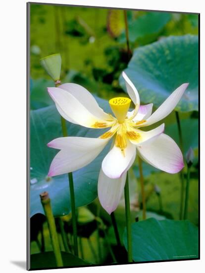 Lily Blossom, Barbados, Caribbean-Robin Hill-Mounted Photographic Print