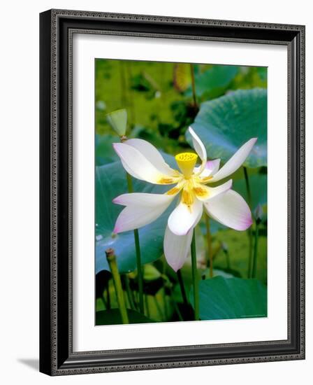 Lily Blossom, Barbados, Caribbean-Robin Hill-Framed Photographic Print