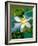 Lily Blossom, Barbados, Caribbean-Robin Hill-Framed Photographic Print