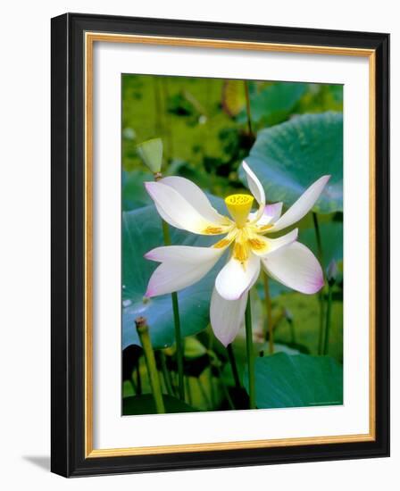 Lily Blossom, Barbados, Caribbean-Robin Hill-Framed Photographic Print