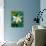 Lily Blossom, Barbados, Caribbean-Robin Hill-Photographic Print displayed on a wall