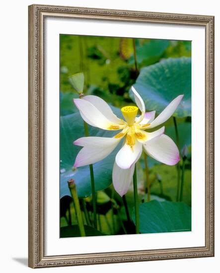 Lily Blossom, Barbados, Caribbean-Robin Hill-Framed Photographic Print