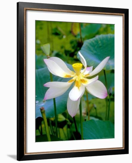 Lily Blossom, Barbados, Caribbean-Robin Hill-Framed Photographic Print