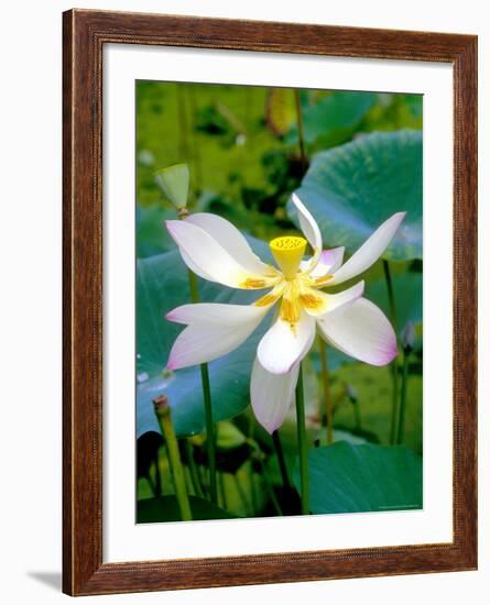 Lily Blossom, Barbados, Caribbean-Robin Hill-Framed Photographic Print