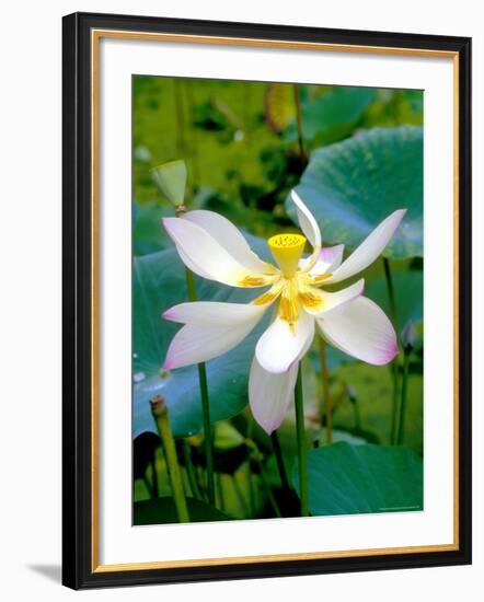 Lily Blossom, Barbados, Caribbean-Robin Hill-Framed Photographic Print