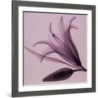Lily & Bud-Steven N^ Meyers-Framed Art Print