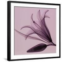 Lily & Bud-Steven N^ Meyers-Framed Art Print