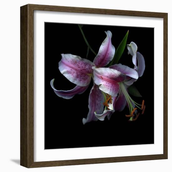 Lily Close-Up-Magda Indigo-Framed Photographic Print