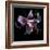 Lily Close-Up-Magda Indigo-Framed Photographic Print