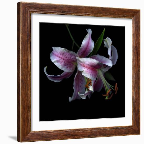 Lily Close-Up-Magda Indigo-Framed Photographic Print